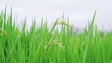 夏季暴雨后的水稻视频的预览图